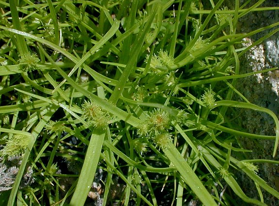 Cyperus squarrosus image