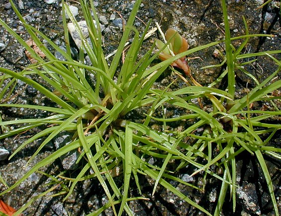 Cyperus squarrosus image