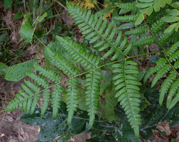 Bracken [1980-1982]