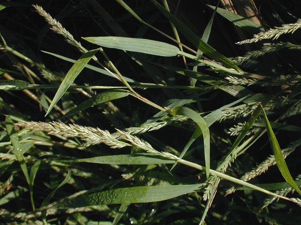 Agrostis frondosa image