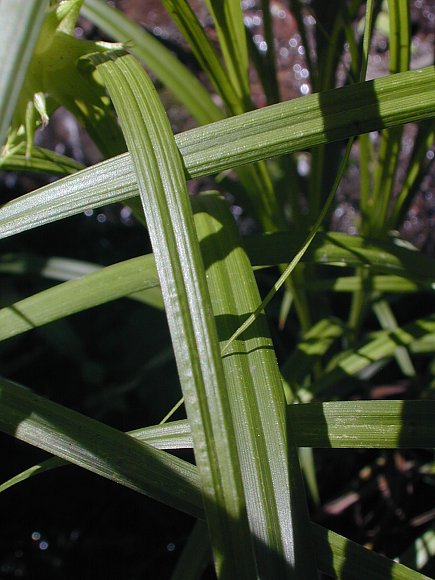 Carex asa-grayi image