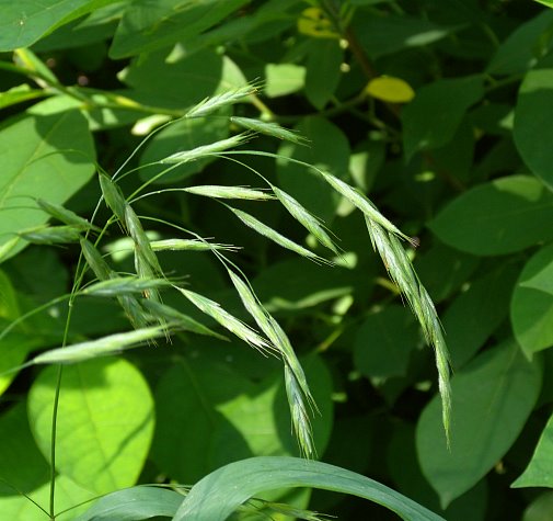 Bromus pubescens (Hairy Woodland Brome) Natural Communities LLC