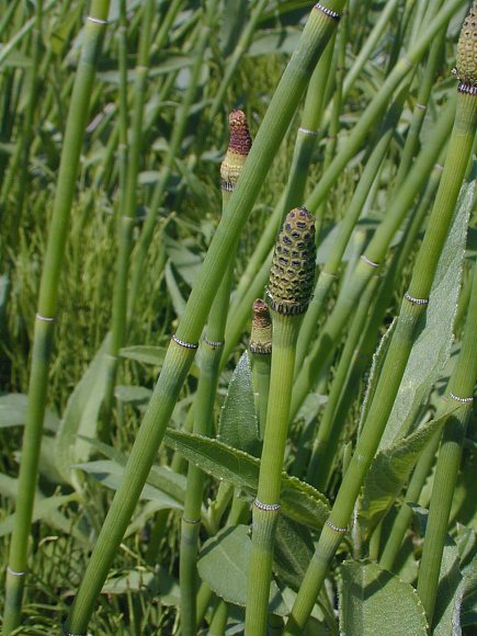 Equisetum X ferrissii image