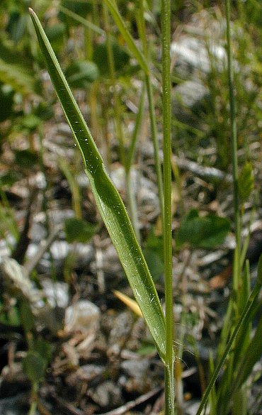 common soft brome (Grasses of Southern Africa) · iNaturalist