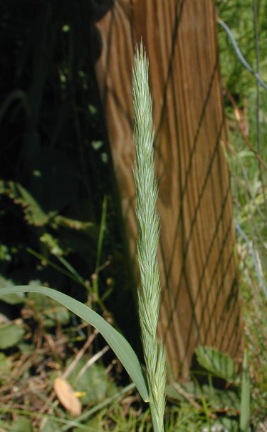 Muhlenbergia racemosa image