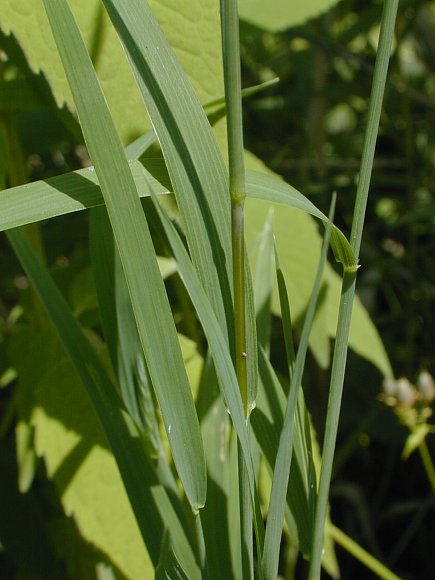 Muhlenbergia racemosa image