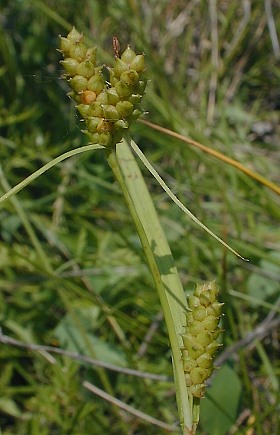 Carex rectior image