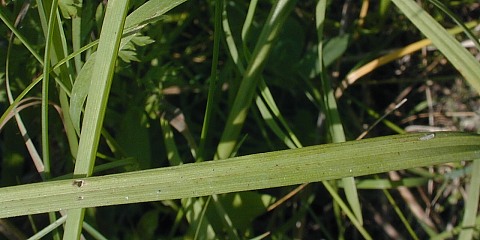 Carex rectior image