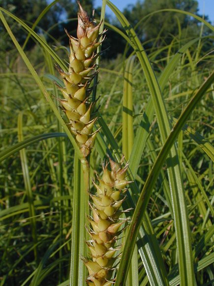 Carex laeviconica image