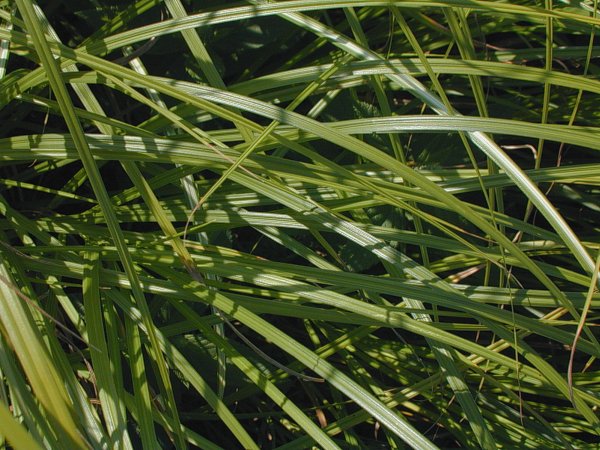 Carex laeviconica image