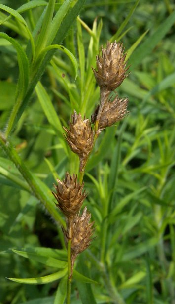 Spikelets