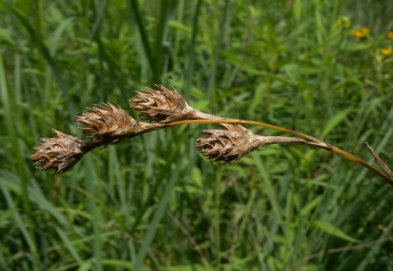 Spikelets