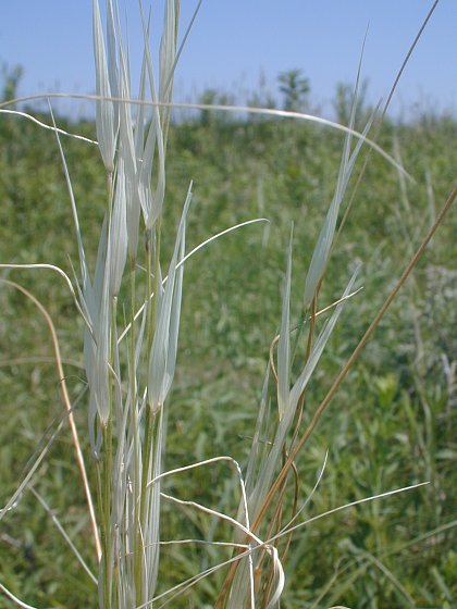 Porcupine Grass (Hesperostipa spartea)