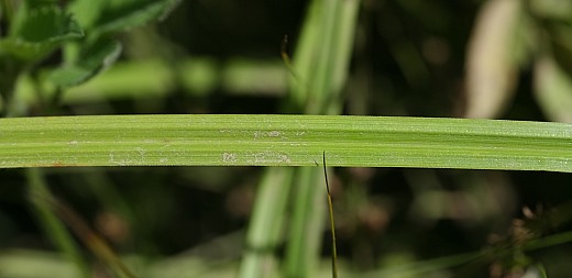 Carex lurida image