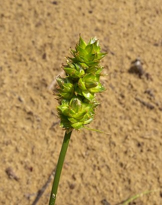 Close-up of Inflorescence