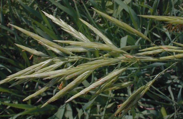 Smooth Brome (Bromus inermis)