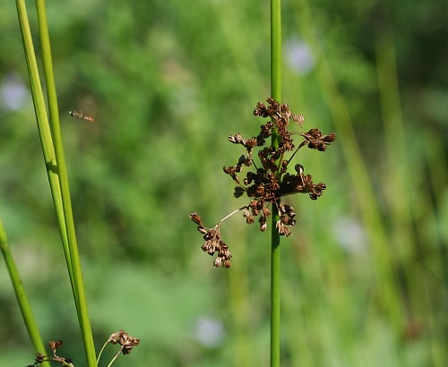 Bildergebnis für juncus effusus