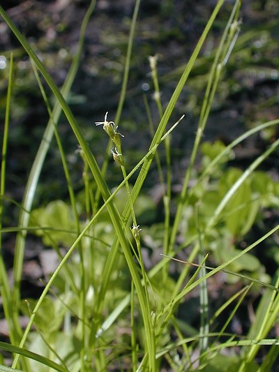 Carex sylvicola image