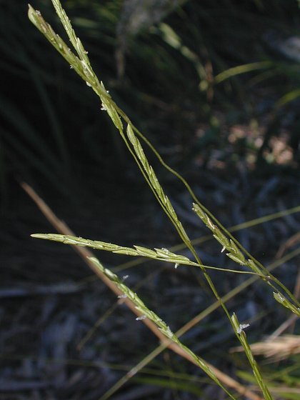 White Grass