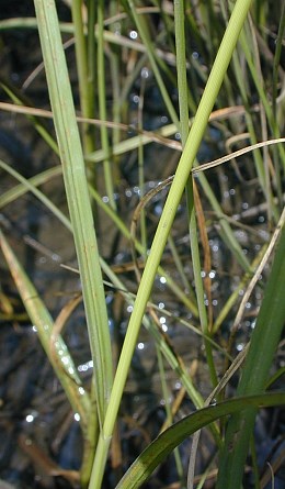 Carex brachyglossa image