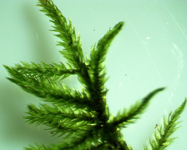 Tree Moss climacium Americanum / Dendroides Rare Live Moss for