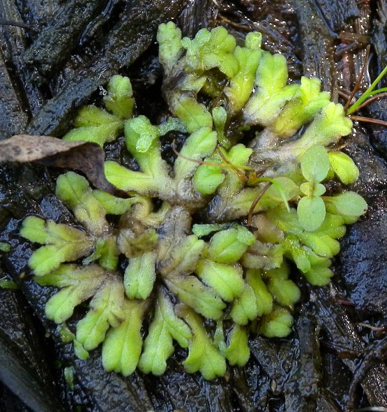 Stranded Terrestrial Plant