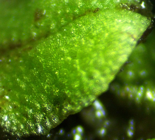 Close-up of Thallus Lobe