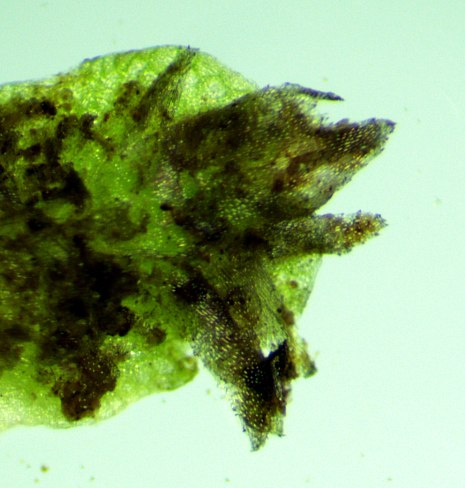 Purple Scales of Thallus Underside