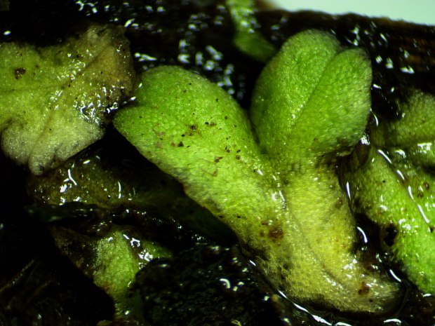 Branched Thallus Lobes