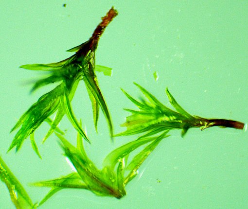 Leafy Shoots