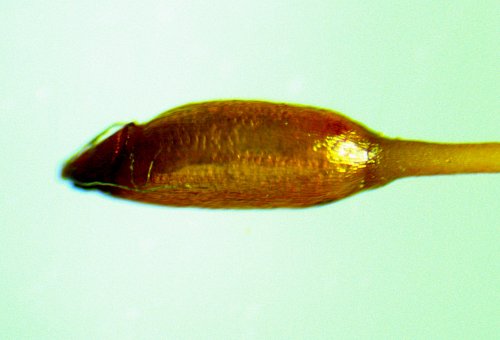 Close-up of Capsule Body with Lid
