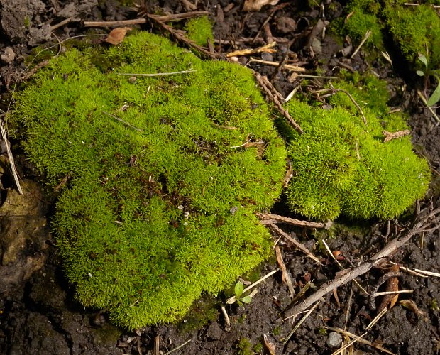 Pigtail Moss (Weissia controversa)