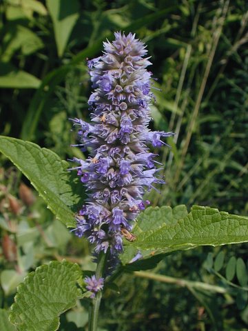 Agastache foeniculum image