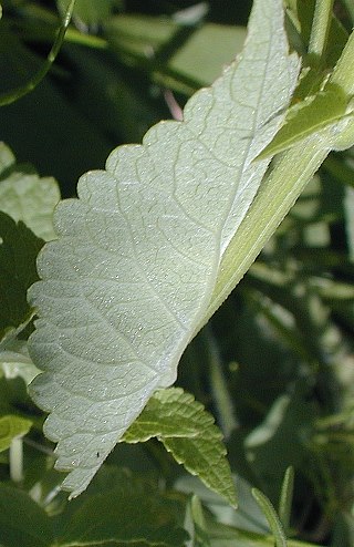 Agastache foeniculum image