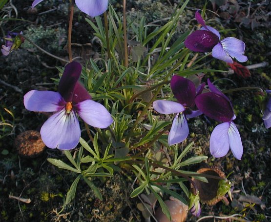 birdfoot violet