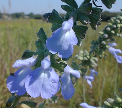 Salvia azurea image