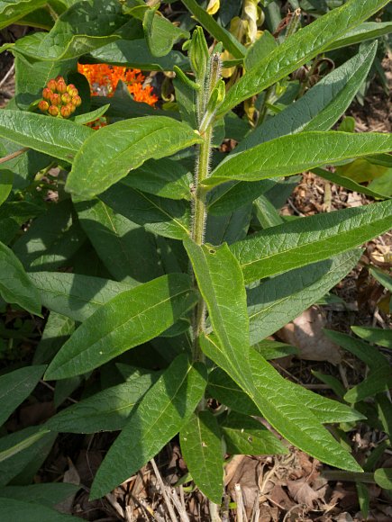 Butterfly Milkweed Plant