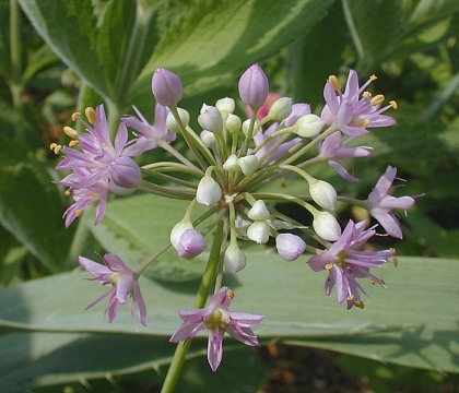 Allium stellatum image