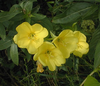 http://www.illinoiswildflowers.info/prairie/photox/cm_primrose2.jpg