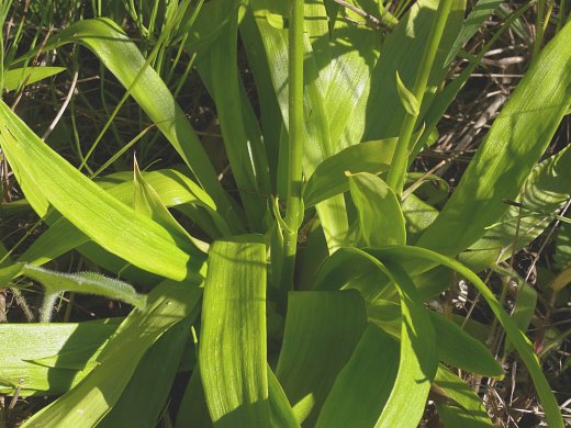 Basal Leaves