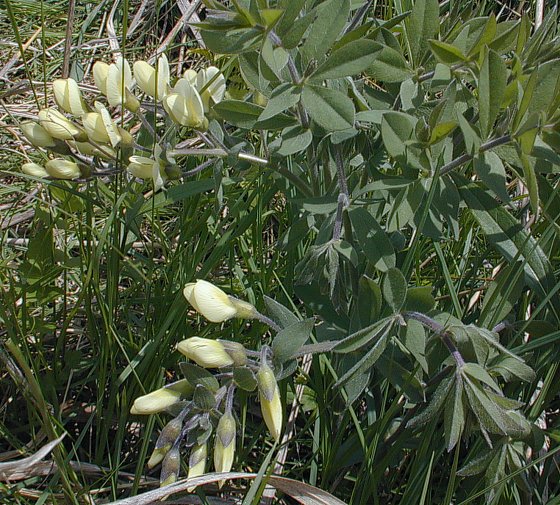 Baptisia intercalata image