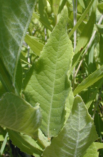 Actinomeris oppositifolia image