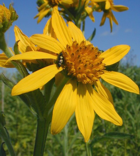 Actinomeris oppositifolia image