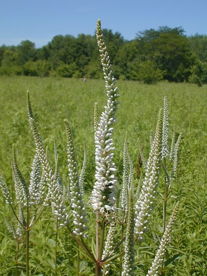 Veronicastrum image