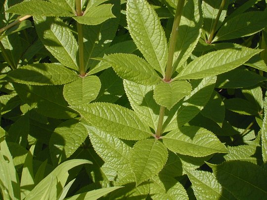 Veronicastrum virginicum image