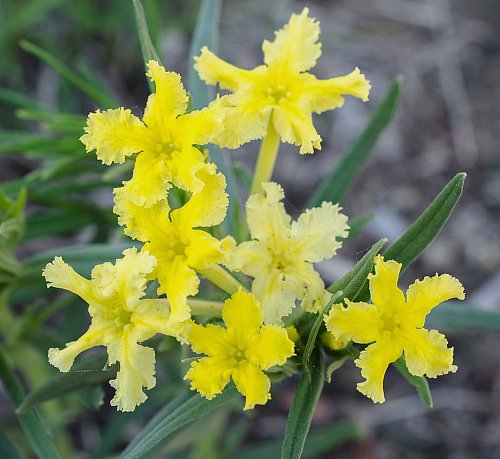 Several Flowers