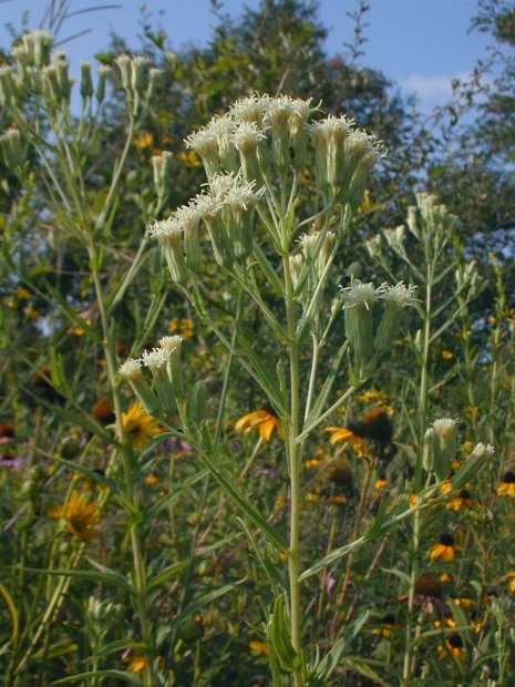 Kuhnia rosmarinifolia image