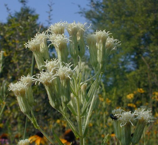 Kuhnia rosmarinifolia image