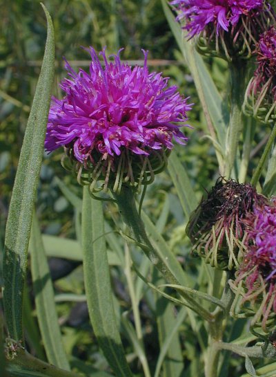 Vernonia arkansana image