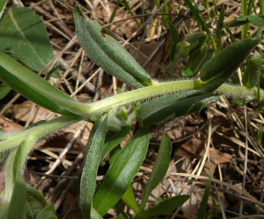 Lithospermum canescens image